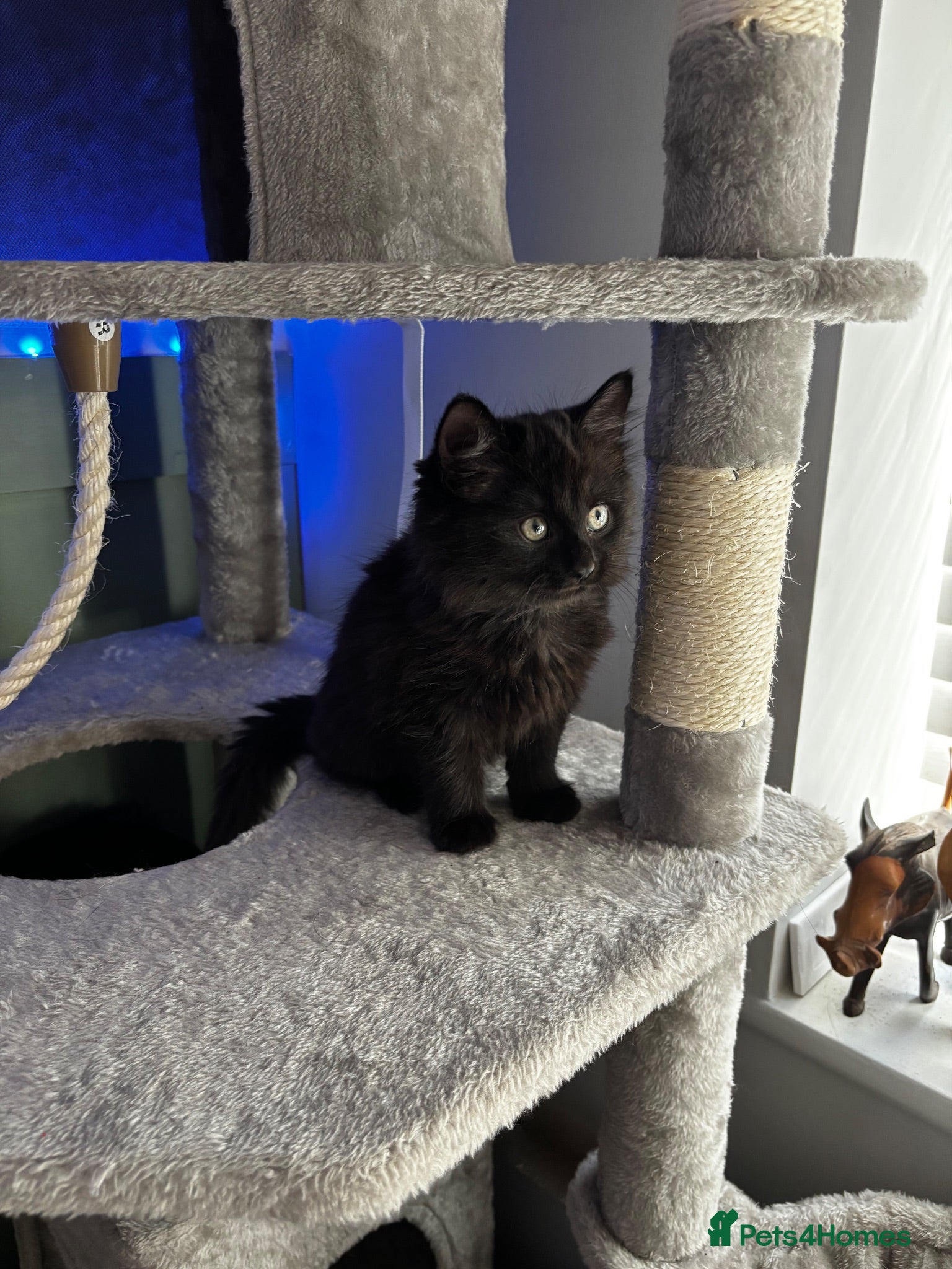British Longhair cats Gorgeous,fluffy,mixed breed long haired kittens - Advert 15