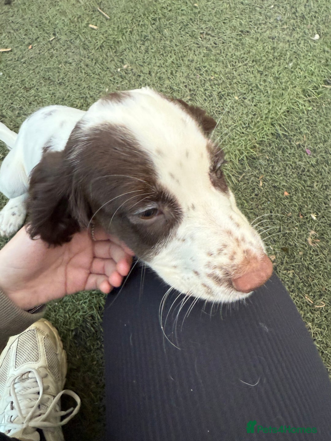 Cocker Spaniel dogs for sale: Extensively Health Tested KC Registered Puppy - Image 9