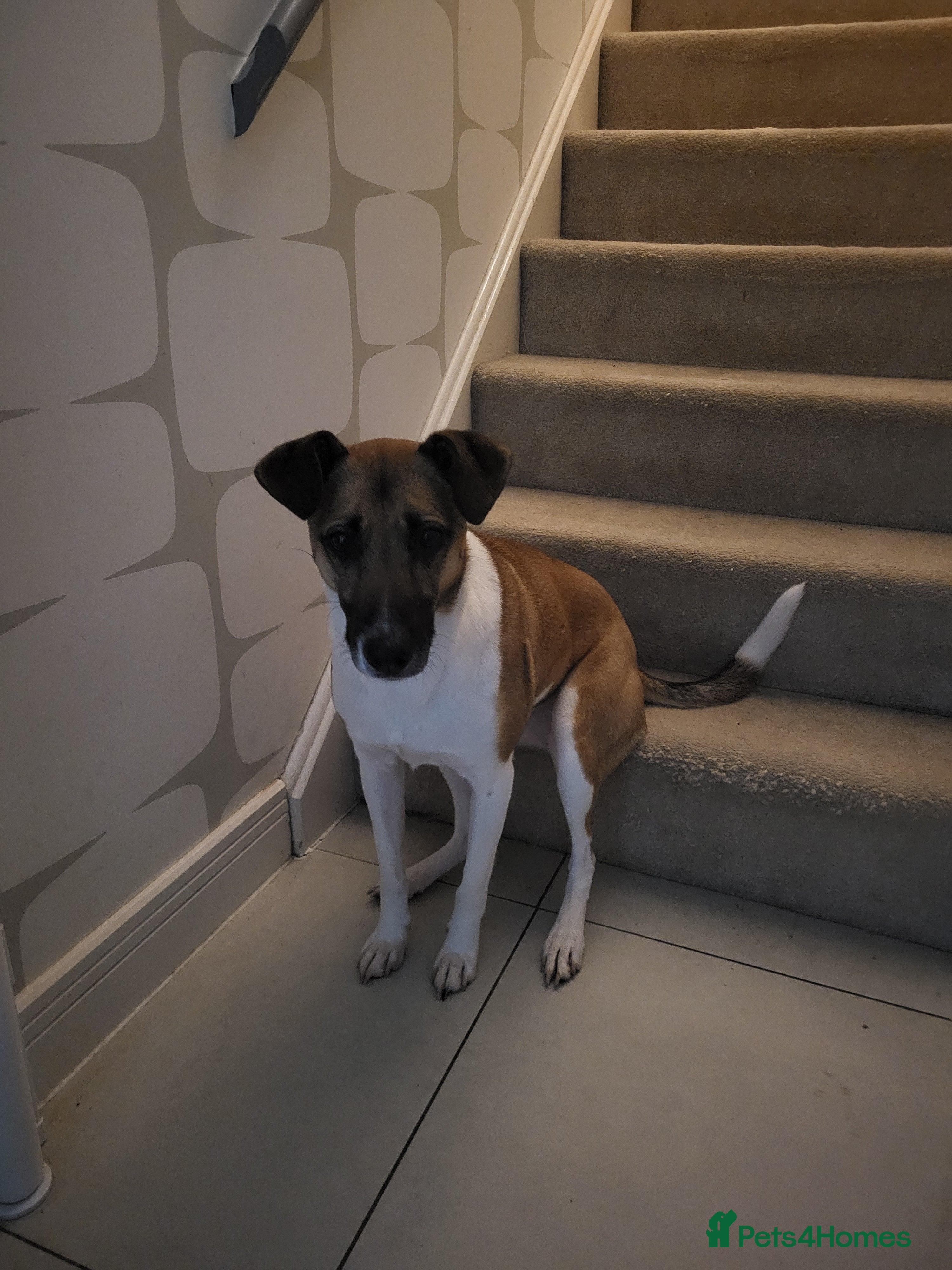 Mixed Breed dogs Ginny- Ready for rehoming, loves walks! - Advert 6