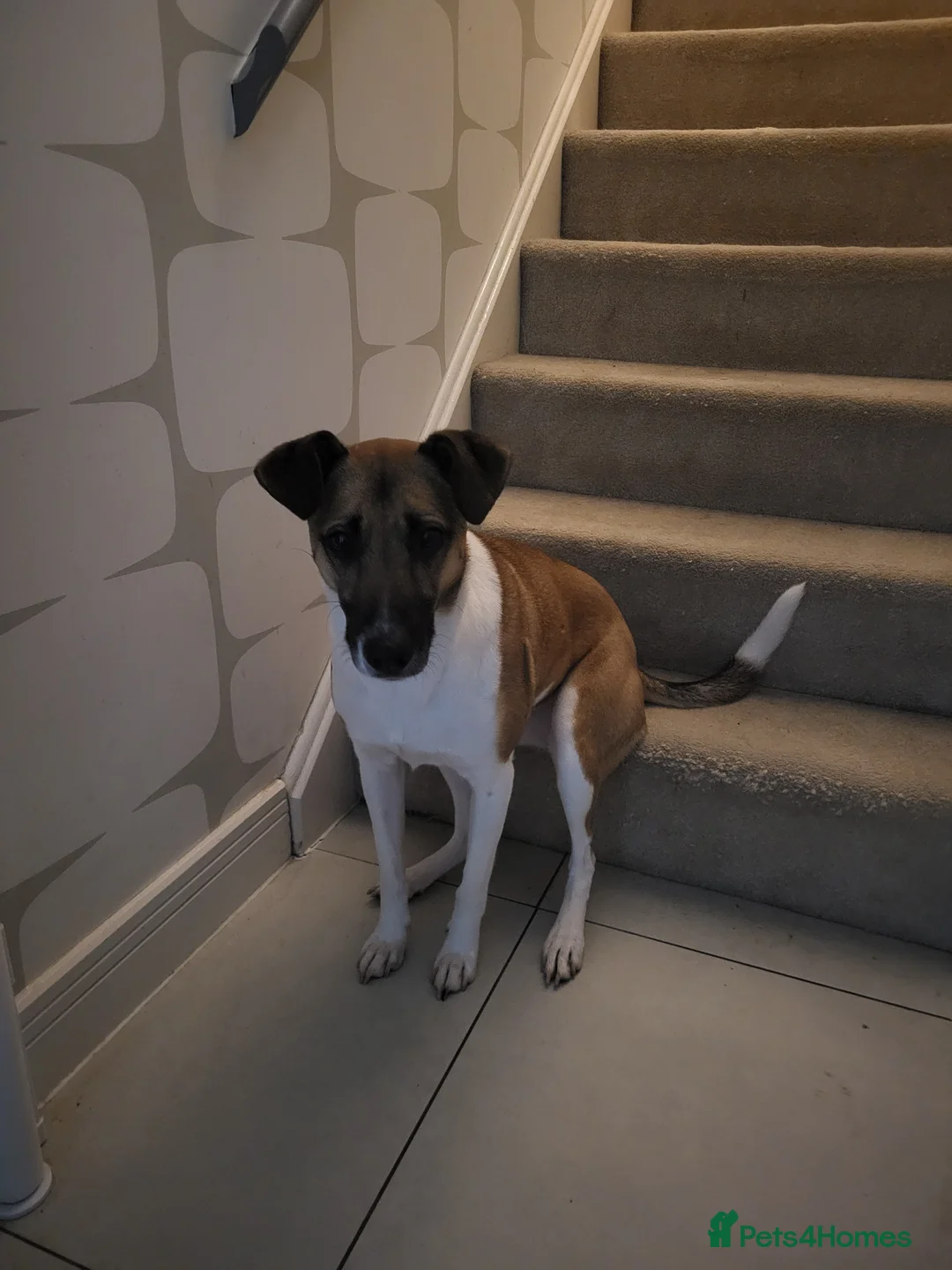 Mixed Breed dogs for sale: Ginny- Ready for rehoming, loves walks! in Ibstock - Advert 2