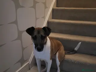 Mixed Breed dogs Ginny- Ready for rehoming, loves walks! - Advert 6