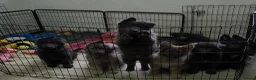 German Shepherd dogs for sale: 💙🐾 Rare Blue & Isabella German shepherd puppies  - Advert 4