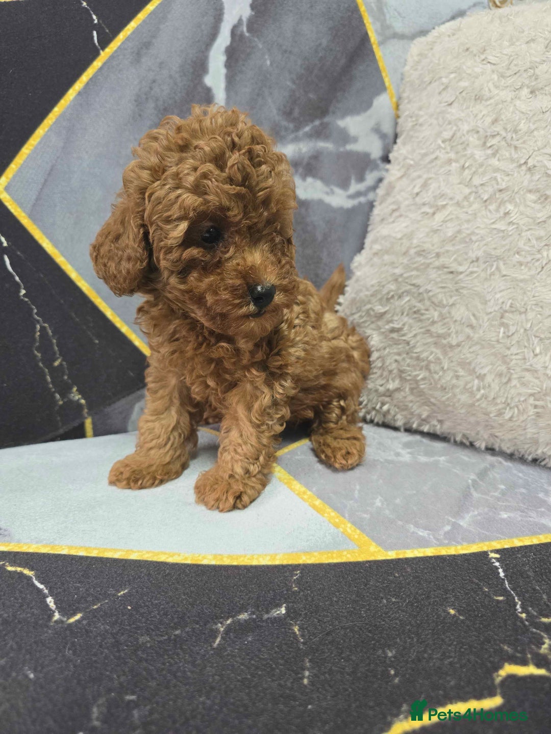 Toy Poodle dogs for sale: 3 Stuninngly cute red toy poodle puppies - Advert 15