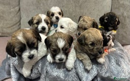Mixed Breed dogs for sale: La Chon Puppies!  - Image 1