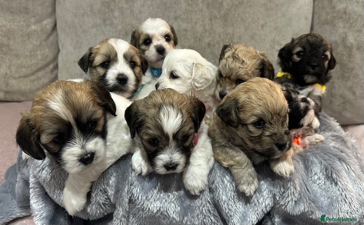 Mixed Breed dogs - Advert 4