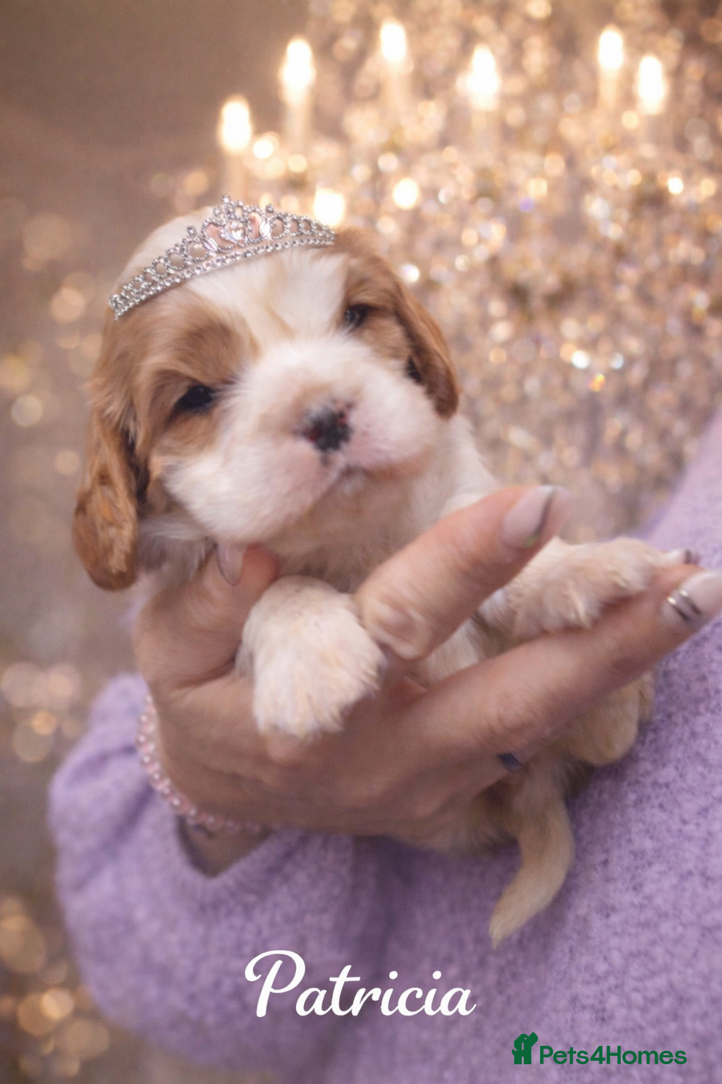 Cavalier King Charles Spaniel dogs KC reg  spaniels health tested parents boys girls - Advert 18