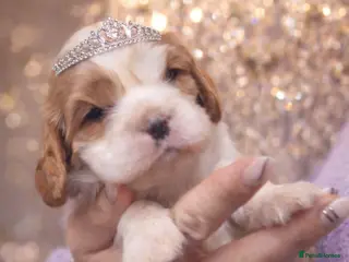 Cavalier King Charles Spaniel dogs KC reg spaniels health tested parents boys girls - Advert 18