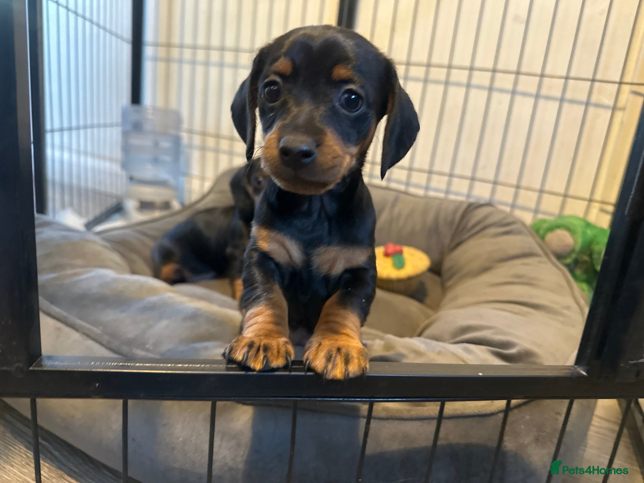 Dachshund dogs Miniature dachshund 1 left ready now - Advert 6