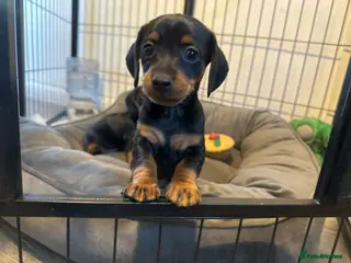 Dachshund dogs Miniature dachshund 1 left ready now - Advert 6