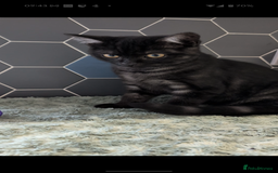 Selkirk Rex cats for sale: 😻 Stunning Selkirk Rex Mix Kittens 😻 - Image 5