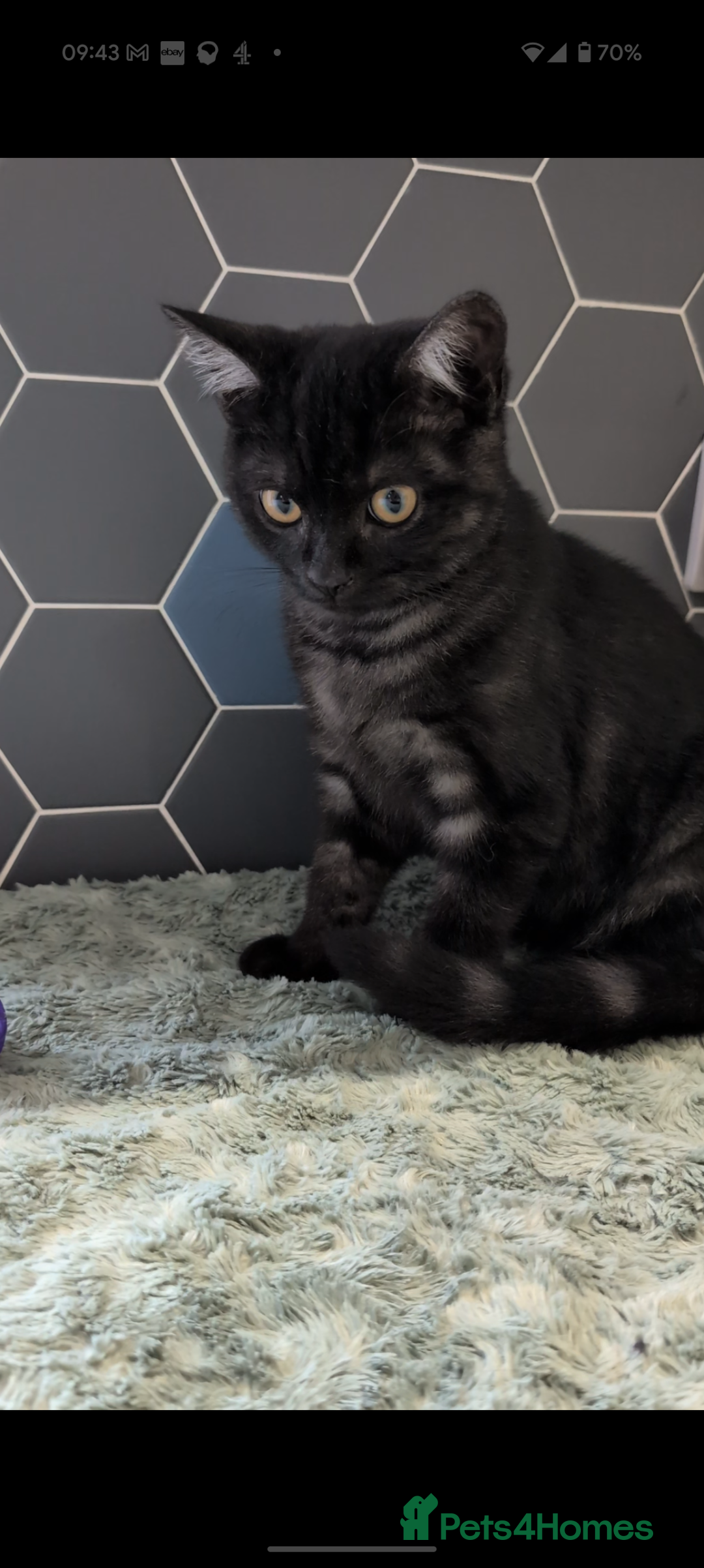 Selkirk Rex cats for sale: 😻 Stunning Selkirk Rex Mix Kittens 😻 - Image 5