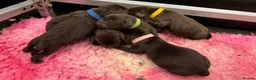 Labrador Retriever dogs for sale: KC REG CHOCOLATE LABRADOR PUPPIES  - Advert 14