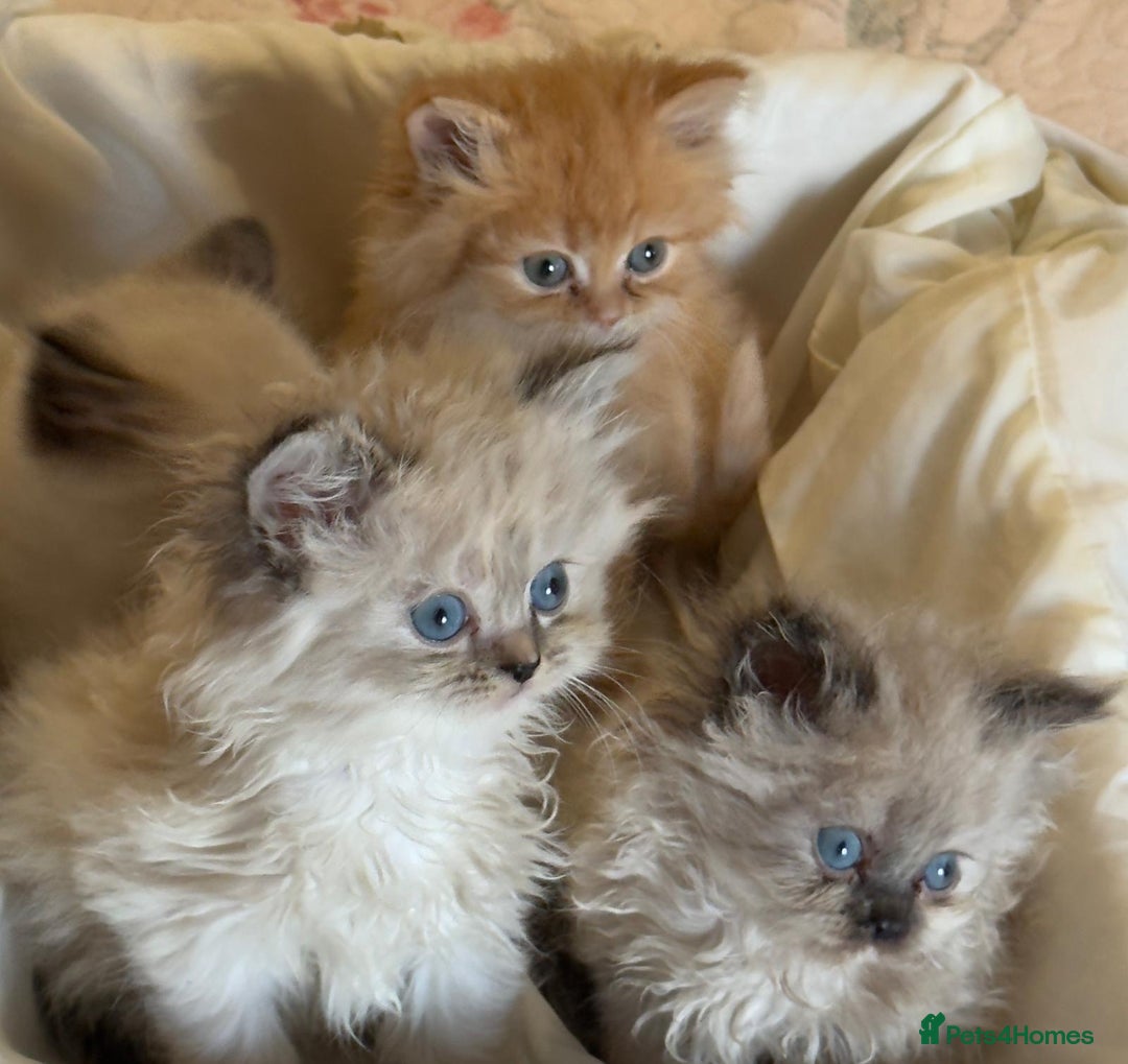 Mixed Breed cats for sale: Ragdoll X Persian kittens  - Image 13