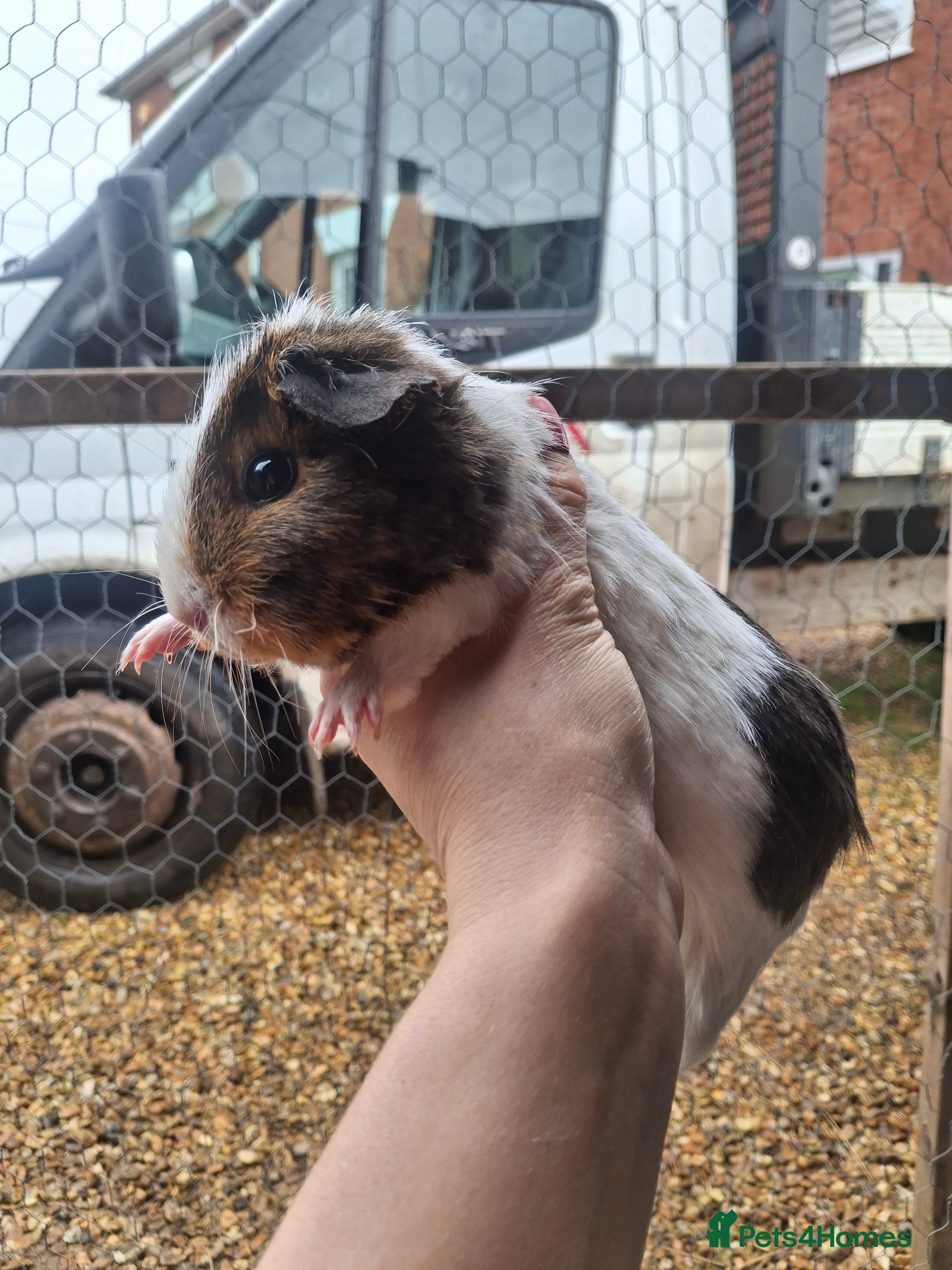 Guinea Pig rodents Guinea pig female and males  - Advert 9