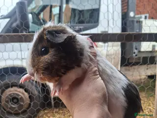 Guinea Pig rodents Guinea pig female and males - Advert 18