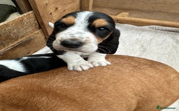 Basset Hound dogs for sale: Traditional Basset pups  - Image 3