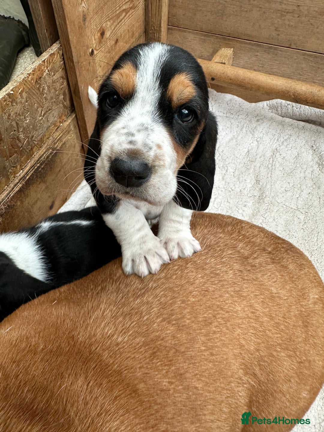 Basset Hound dogs for sale: Traditional Basset pups  - Image 3
