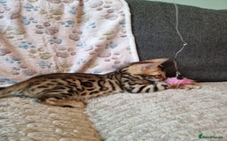 Bengal cats for sale: 🥰✨️2🐆Intelligent Beautiful FullBengal Kittens✨️ in Sutton - Image 30