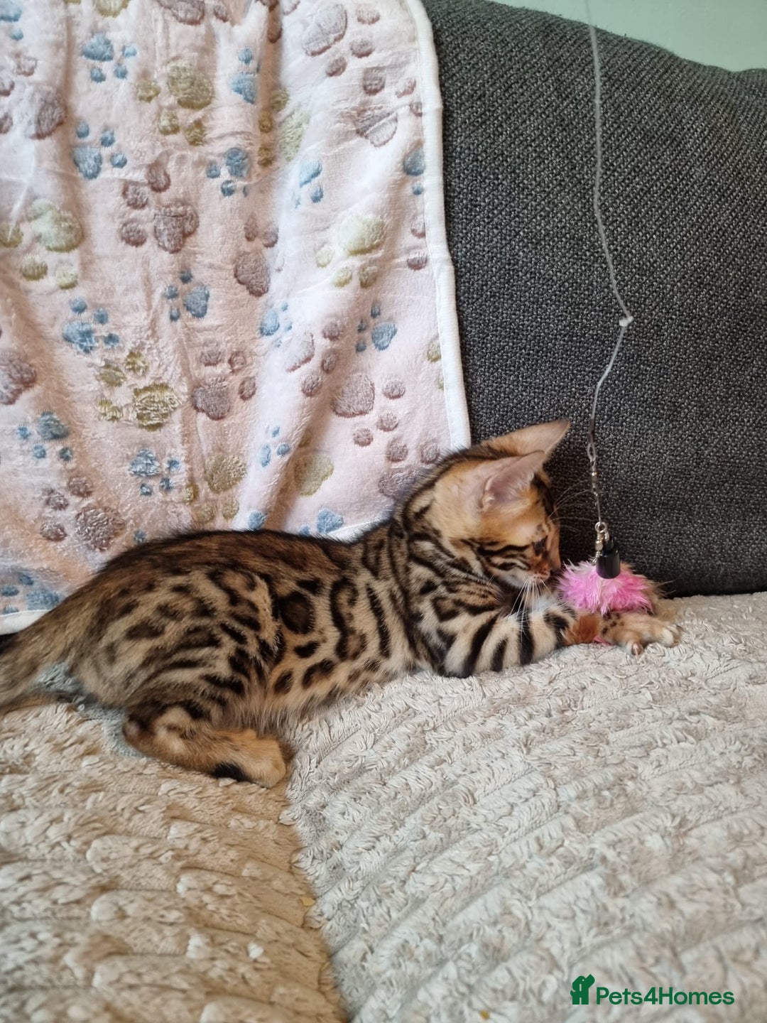 Bengal cats for sale: 🥰✨️2🐆Intelligent Beautiful FullBengal Kittens✨️ in Sutton - Image 30