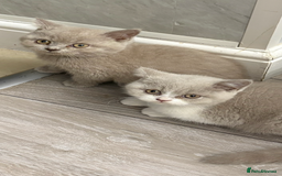British Shorthair cats for sale: Lilac British shorthair kittens - Image 11
