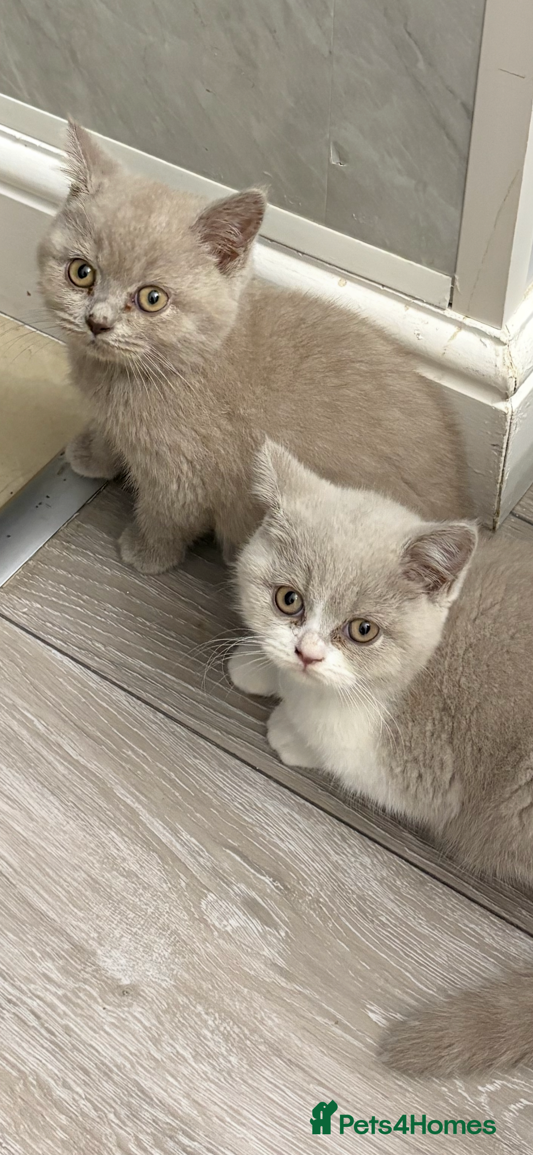 British Shorthair cats for sale: Lilac British shorthair kittens - Image 11