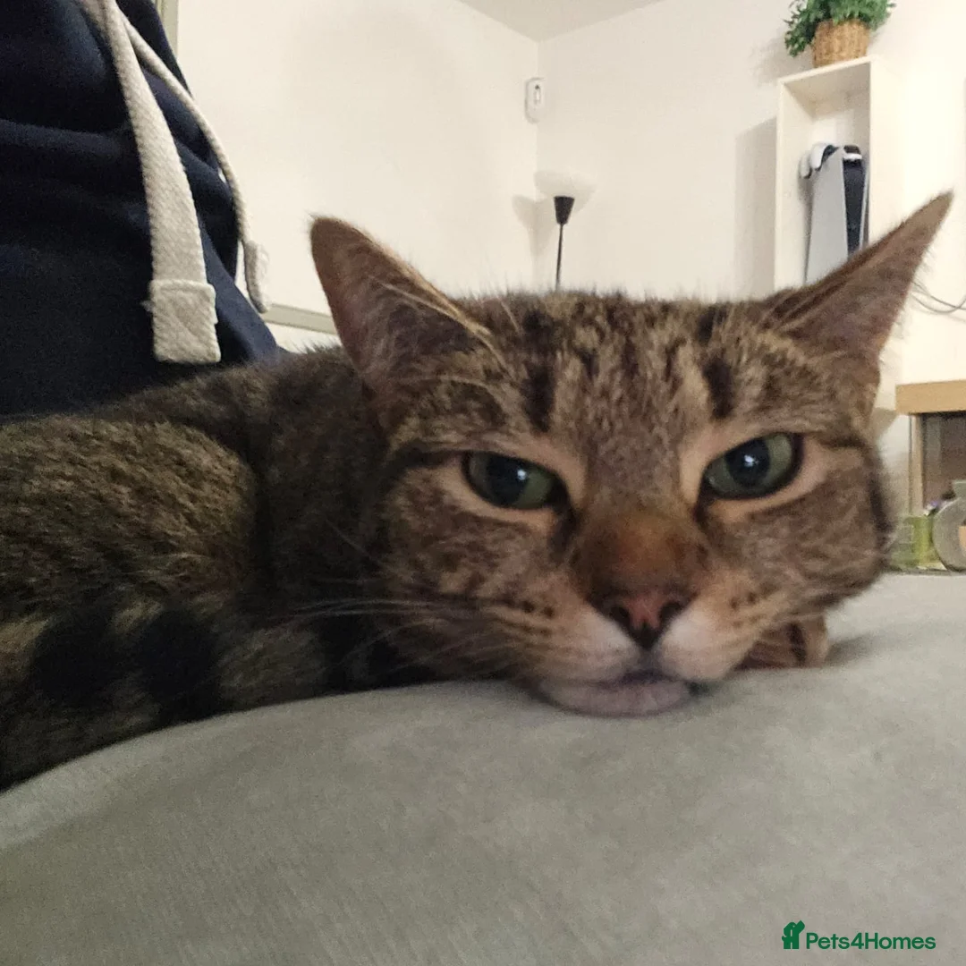 Mixed Breed cats for adoption: Beautiful Pixie looking for a home - Advert 2