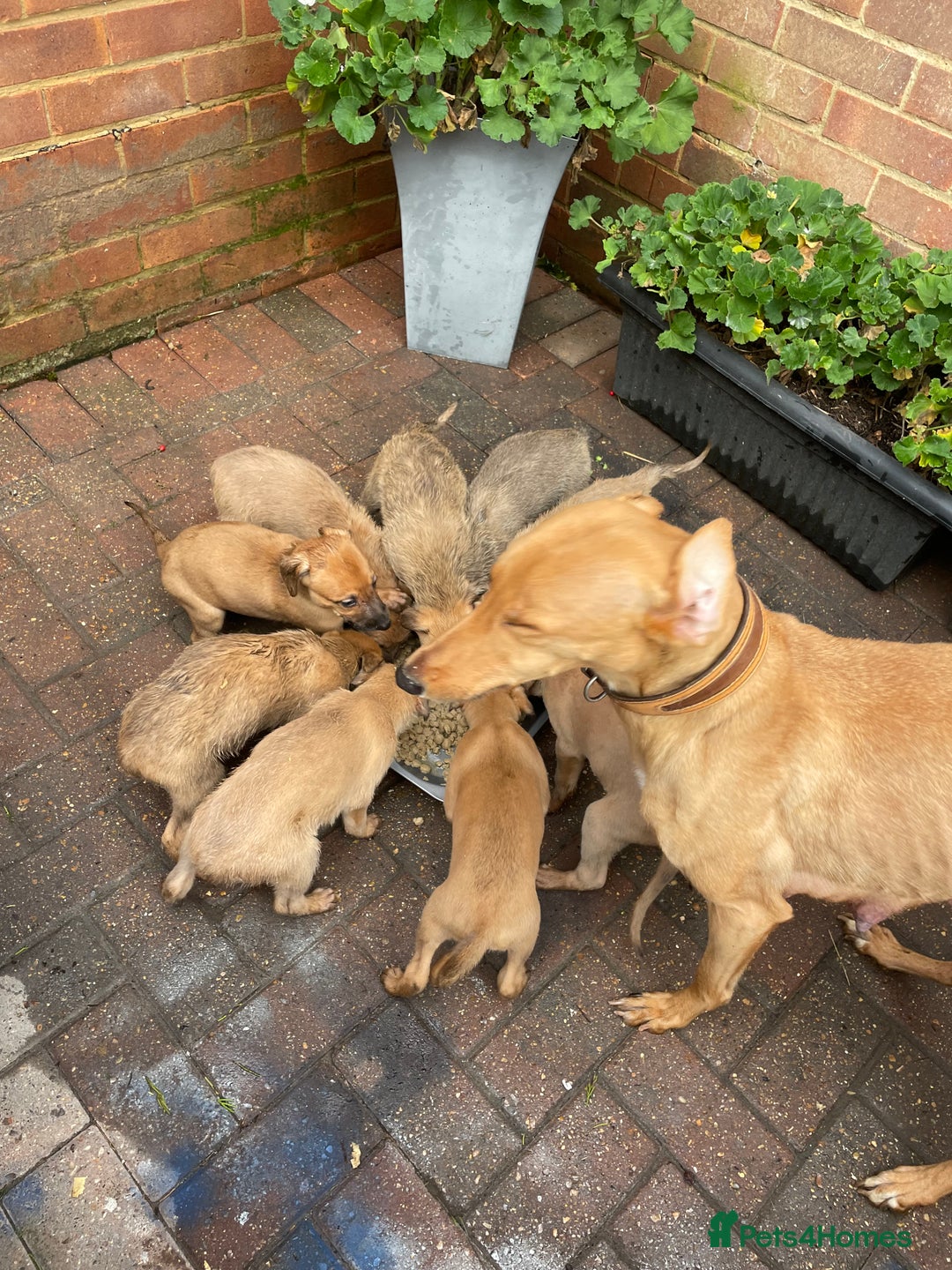 Mixed Breed dogs for sale: Beddlington/whippet/greyhound - Advert 5