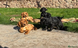 Cocker Spaniel dogs for sale: Beautiful Cocker Spaniel Puppies 🖤🧡 - Image 2