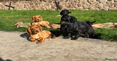 Cocker Spaniel dogs - Advert 7