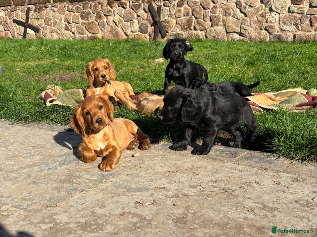 Cocker Spaniel dogs for sale: Beautiful Cocker Spaniel Puppies 🖤🧡 - Image 2