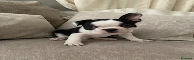 Mixed Breed Puppy 2