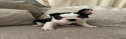 Mixed Breed dogs for sale: Frenchton’s . Boston X frenchie. - Advert 11