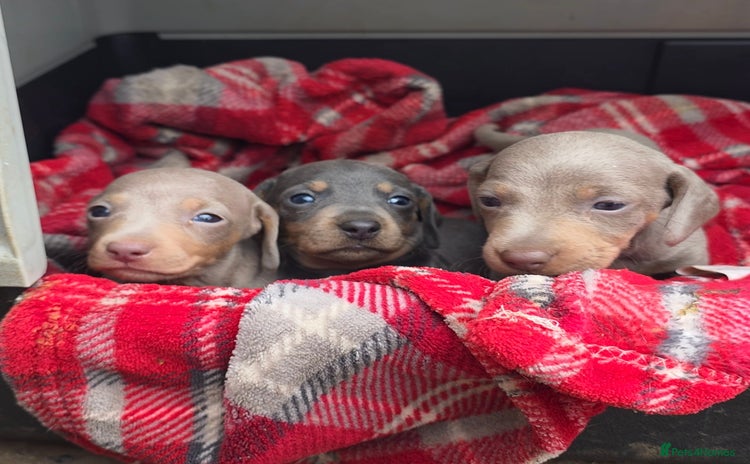 Miniature Dachshund dogs - Advert 1