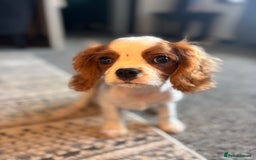 Cavalier King Charles Spaniel dogs for sale: 🐶KC- LAST 1 Cavalier King Charles Boy ready 🏡 💙 - Image 3