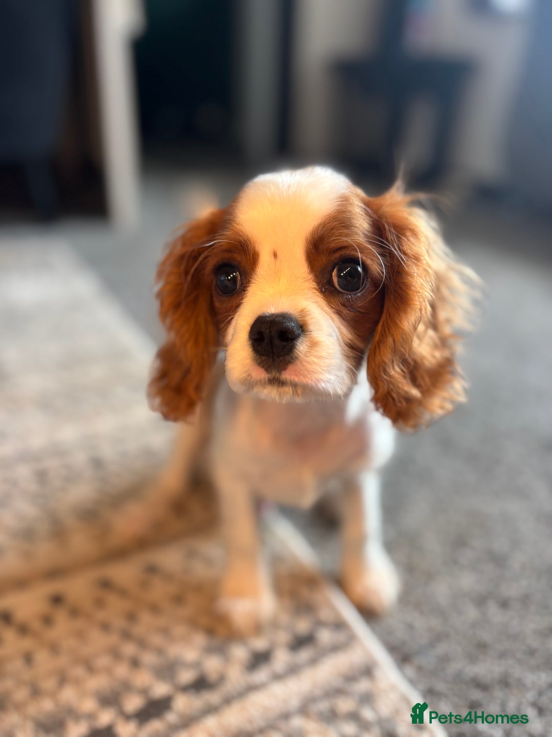 Cavalier King Charles Spaniel dogs for sale: 🐶KC- LAST 1 Cavalier King Charles Boy ready 🏡 💙 - Image 3