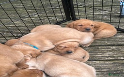 Labrador Retriever dogs for sale: Fox Red / yellow Labrador puppies for sale - Image 33