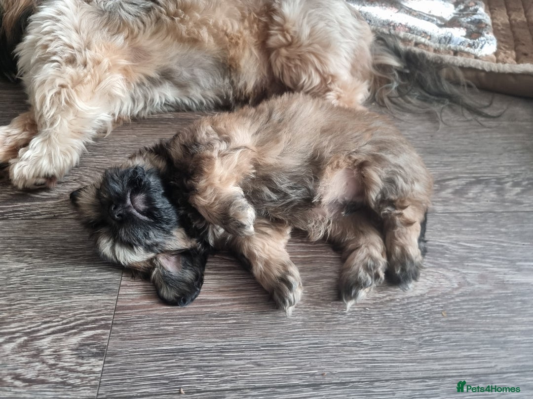 Shih Tzu dogs for sale: Shihtzu pupies. - Advert 10