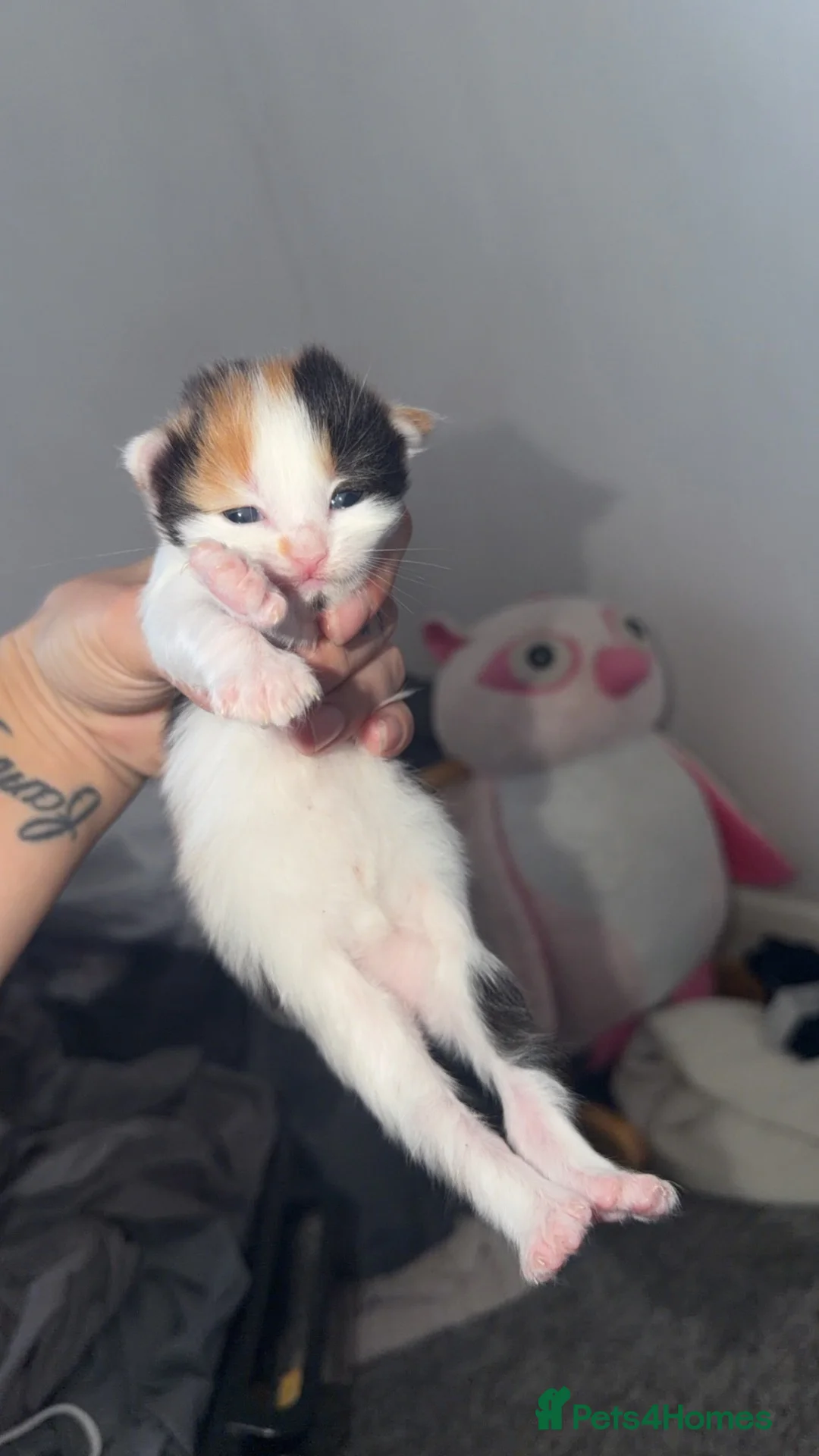 Asian cats for sale: 4 beautiful kittens  - Advert 2