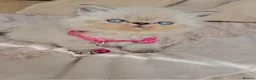 Persian cats for sale: Stunning Top Quality Persian Kittens  - Advert 11