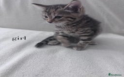 Mixed Breed cats for sale: Cute kittens looking for nice home  - Image 13