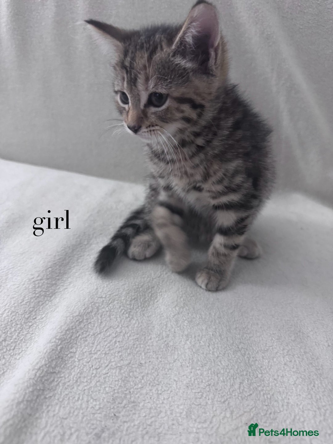 Mixed Breed cats for sale: Cute kittens looking for nice home  - Image 13
