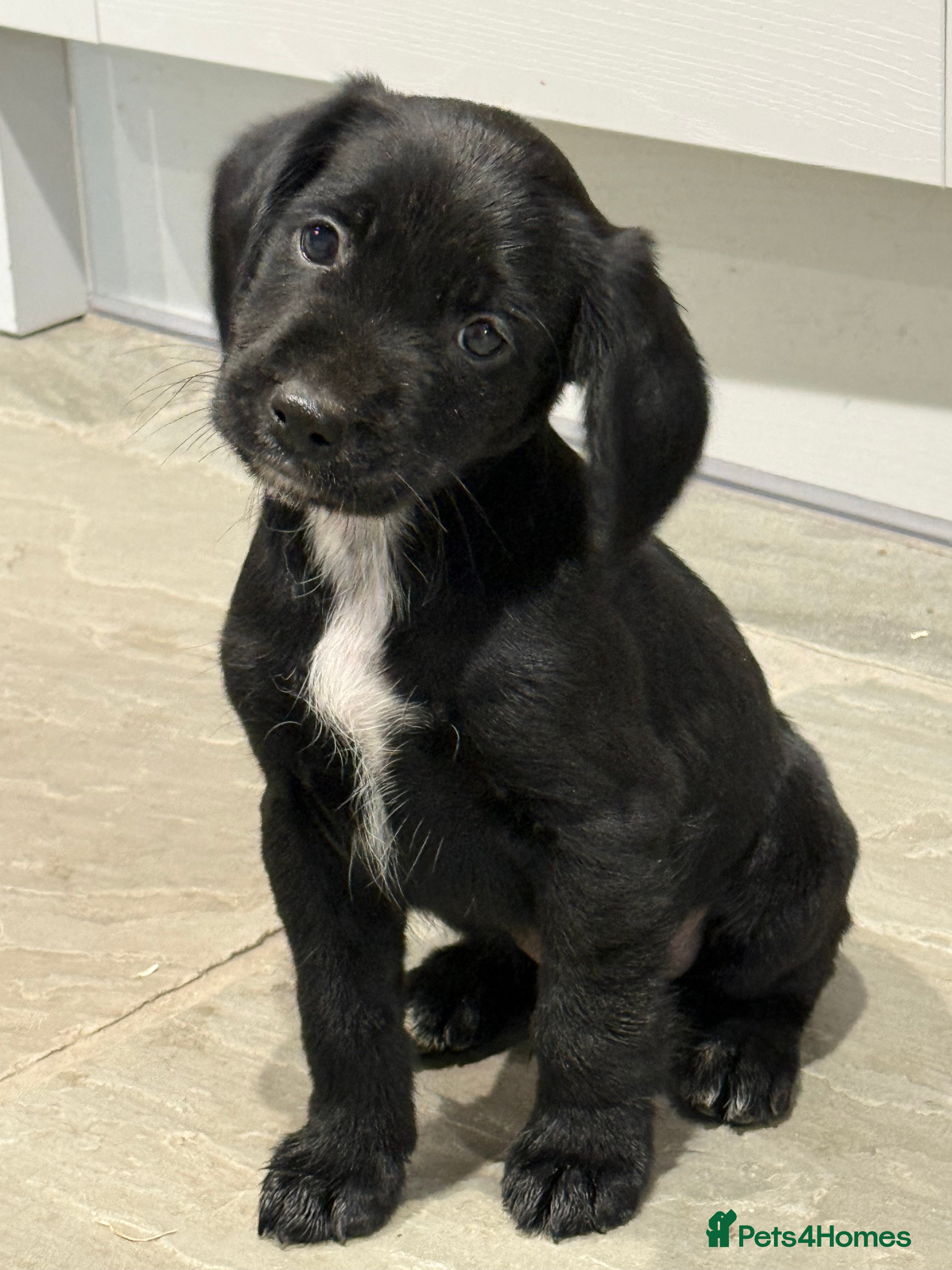 Mixed Breed dogs CockerJacks Cocker Spaniel /Jack Russell MALE pup - Advert 1