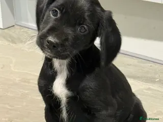 Mixed Breed dogs CockerJacks Cocker Spaniel /Jack Russell MALE pup - Advert 4