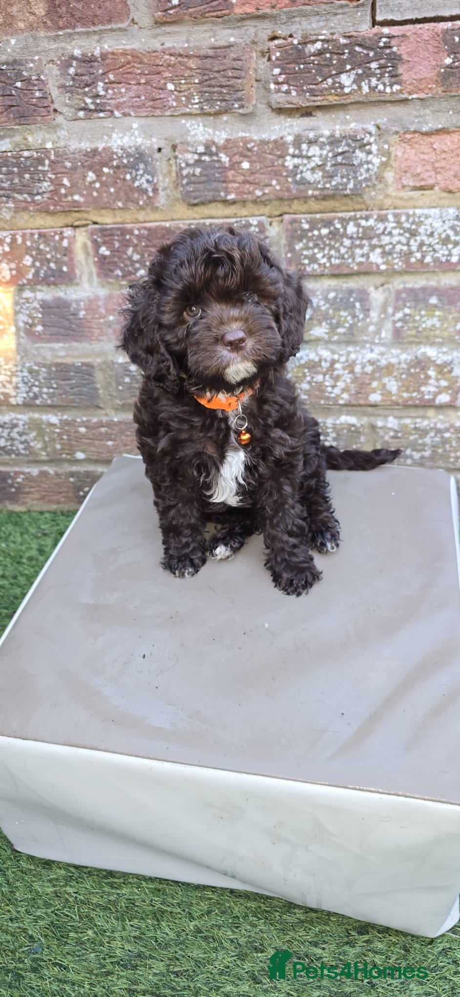 Cavapoo dogs Rare f1 cavapoo true chocolate  - Advert 9