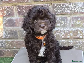 Cavapoo dogs Rare f1 cavapoo chocolate extensively health test - Advert 1
