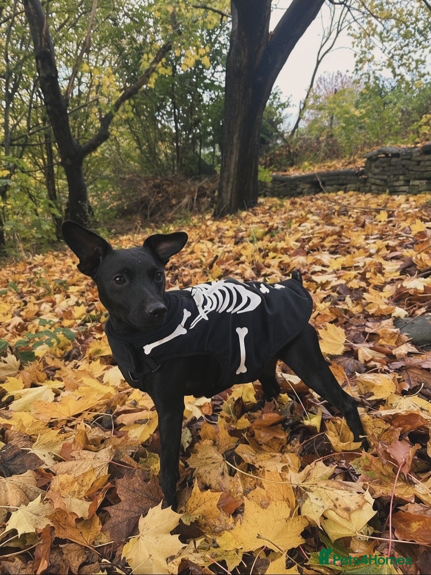 Patterdale Terrier dogs Black Patterdale Terrior 3-YO - Advert 2
