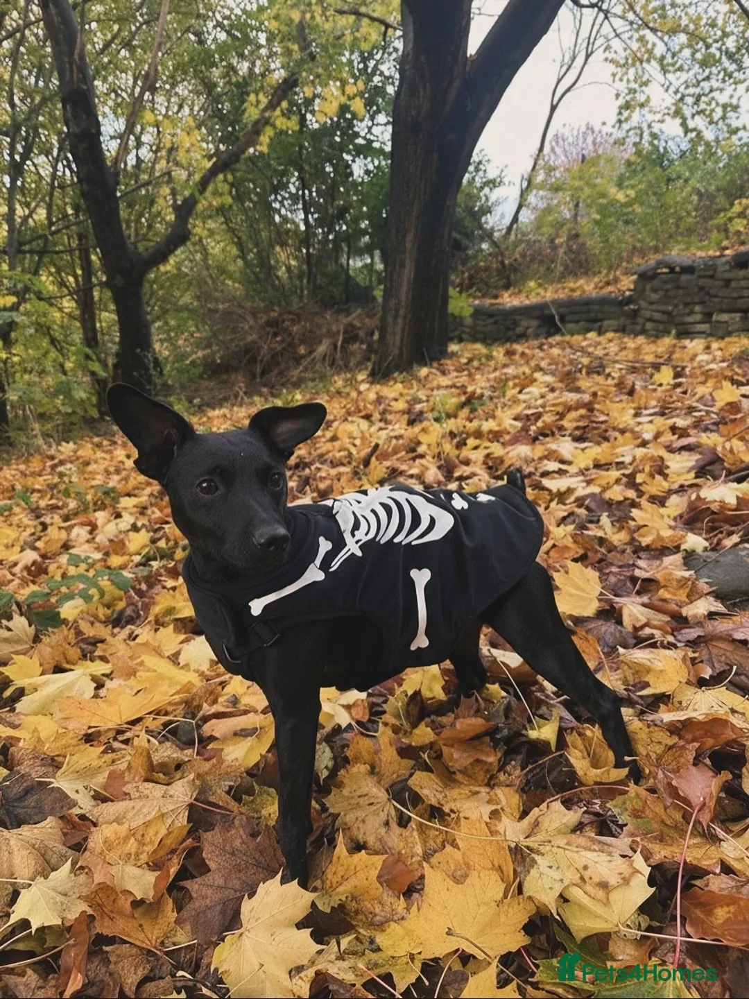 Patterdale Terrier dogs for adoption: Black Patterdale Terrior 3-YO in Colne - Advert 1