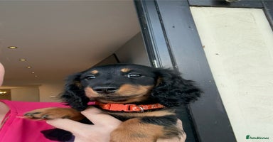 Miniature Dachshund dogs - Advert 7