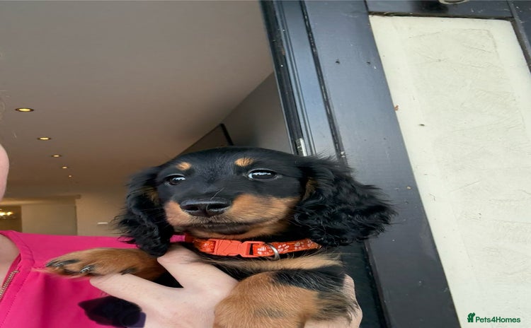 Miniature Dachshund dogs - Advert 2