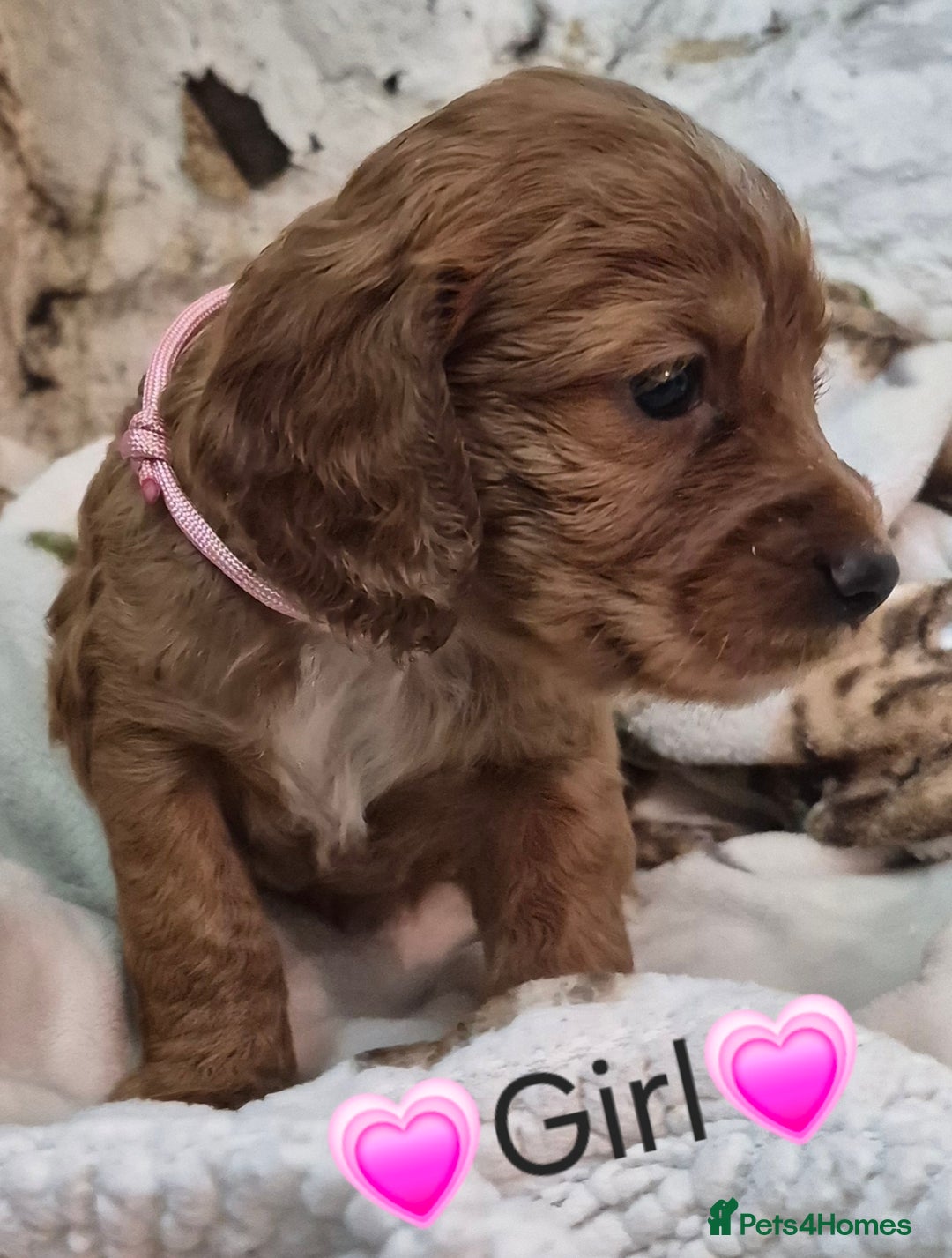 Cocker Spaniel dogs for sale: Gorgeous KC reg red cocker spaniel pups  - Advert 6
